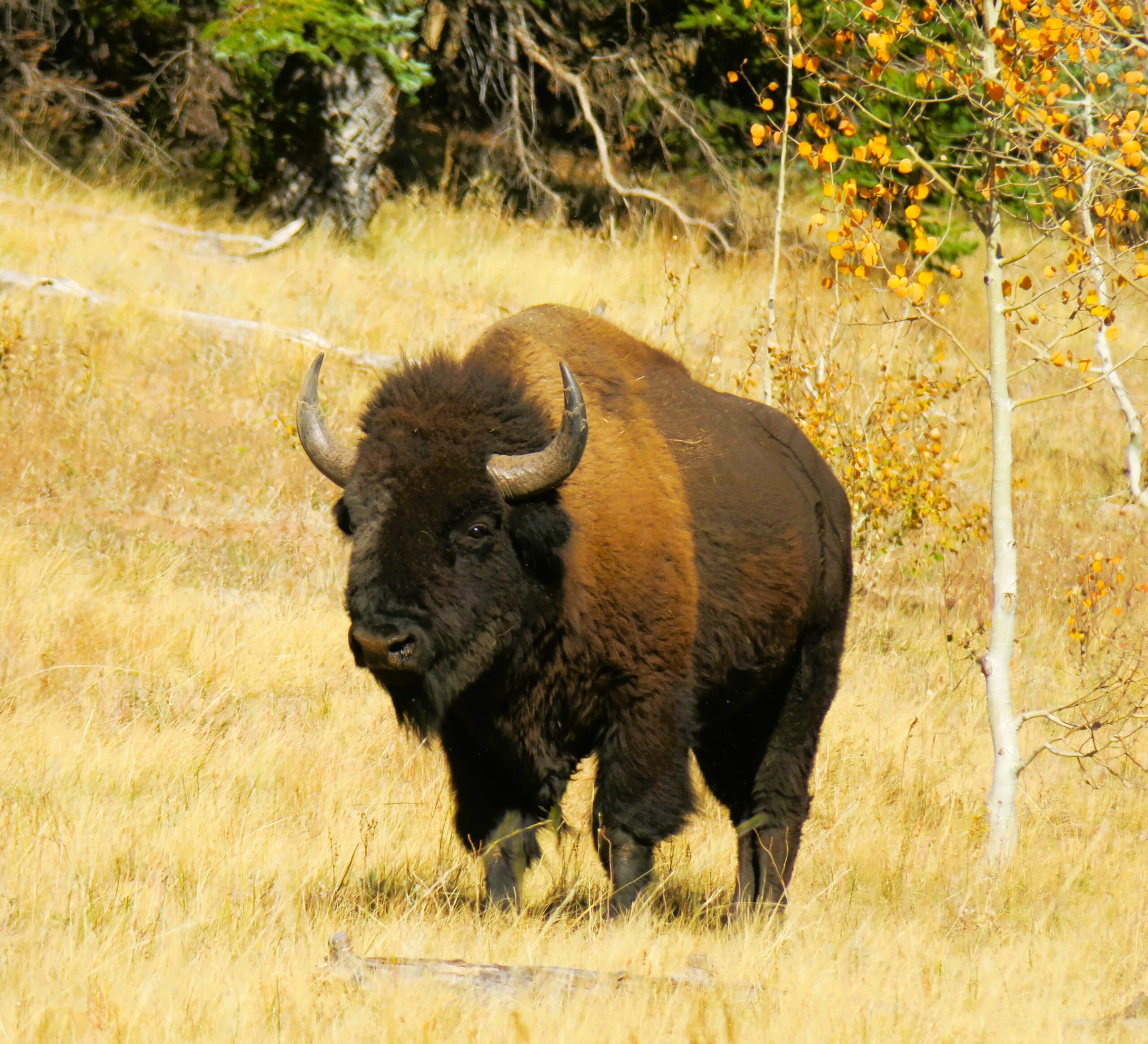 BUFFALO, GRAND CANYON