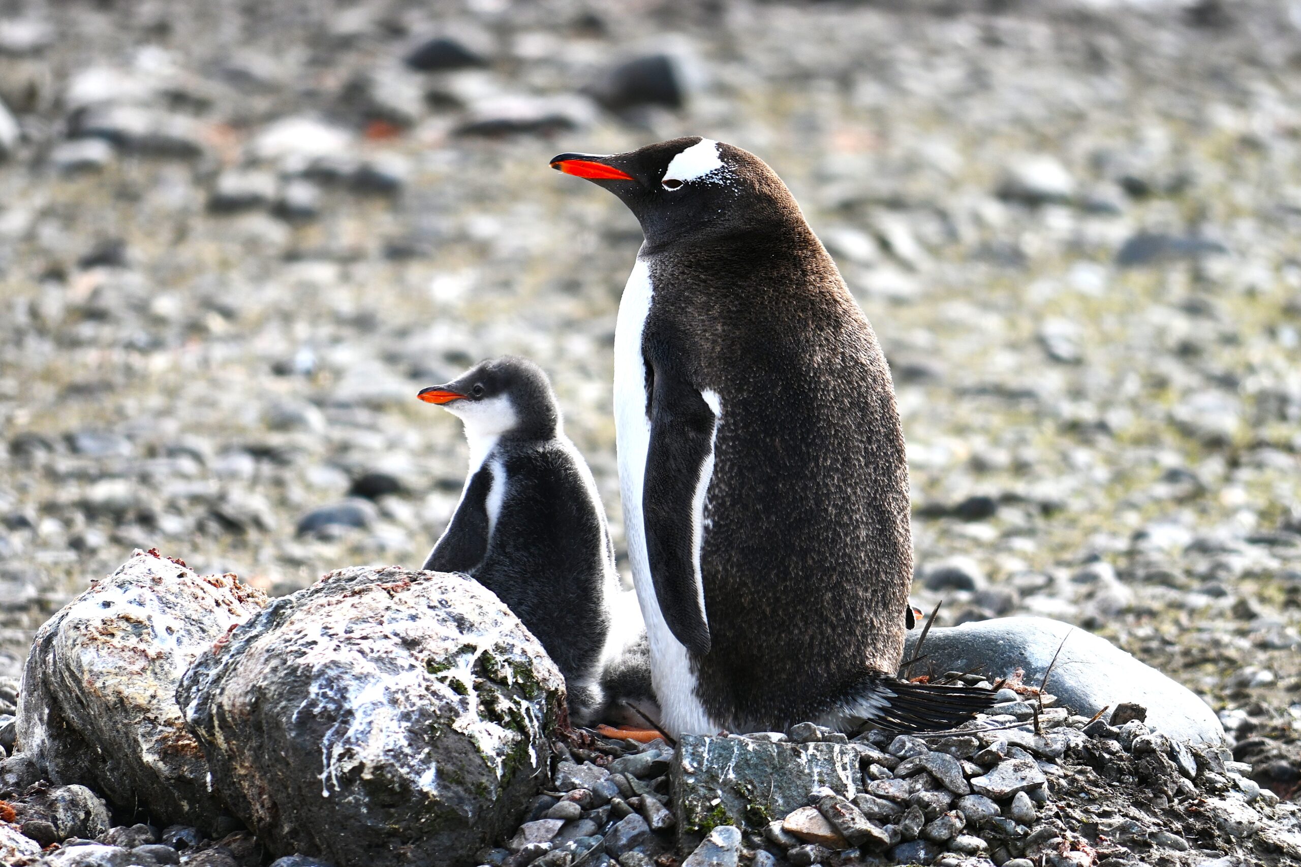 Penguins!