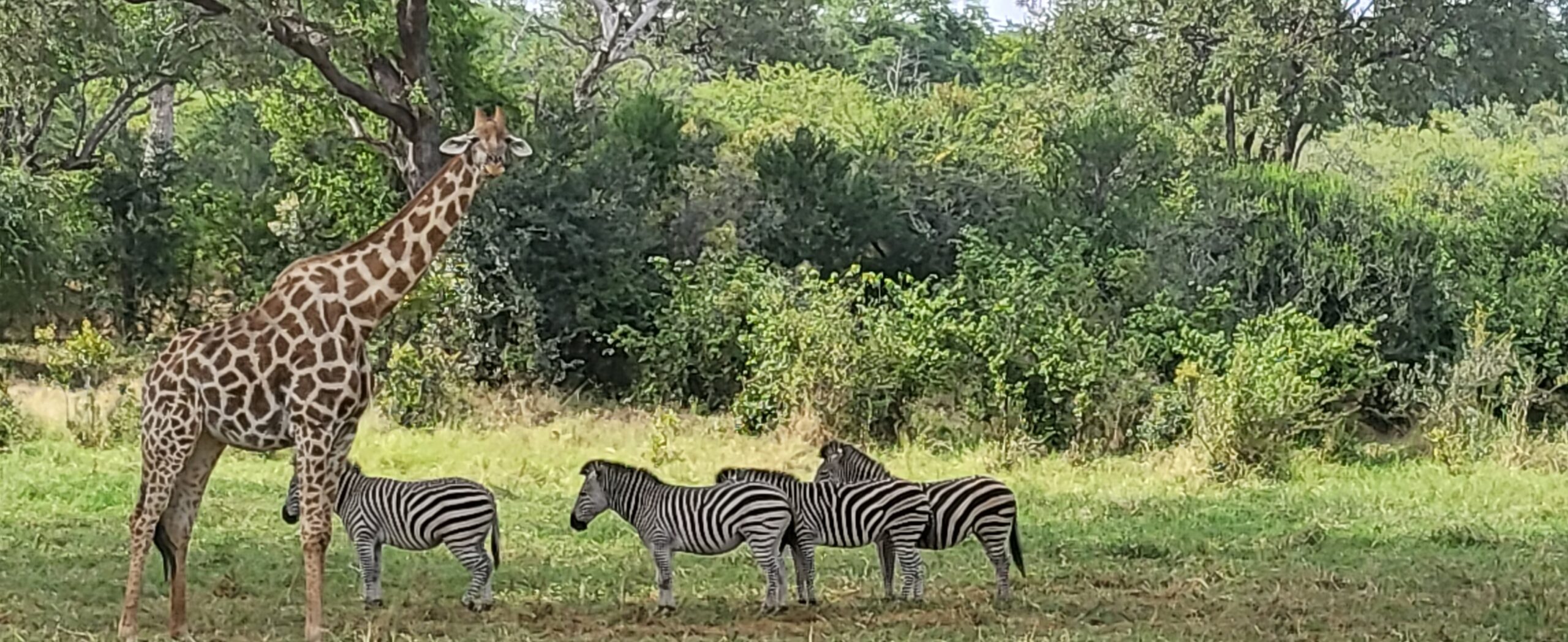A giraffe and 4 zebras, Kruger National Park, South Africa