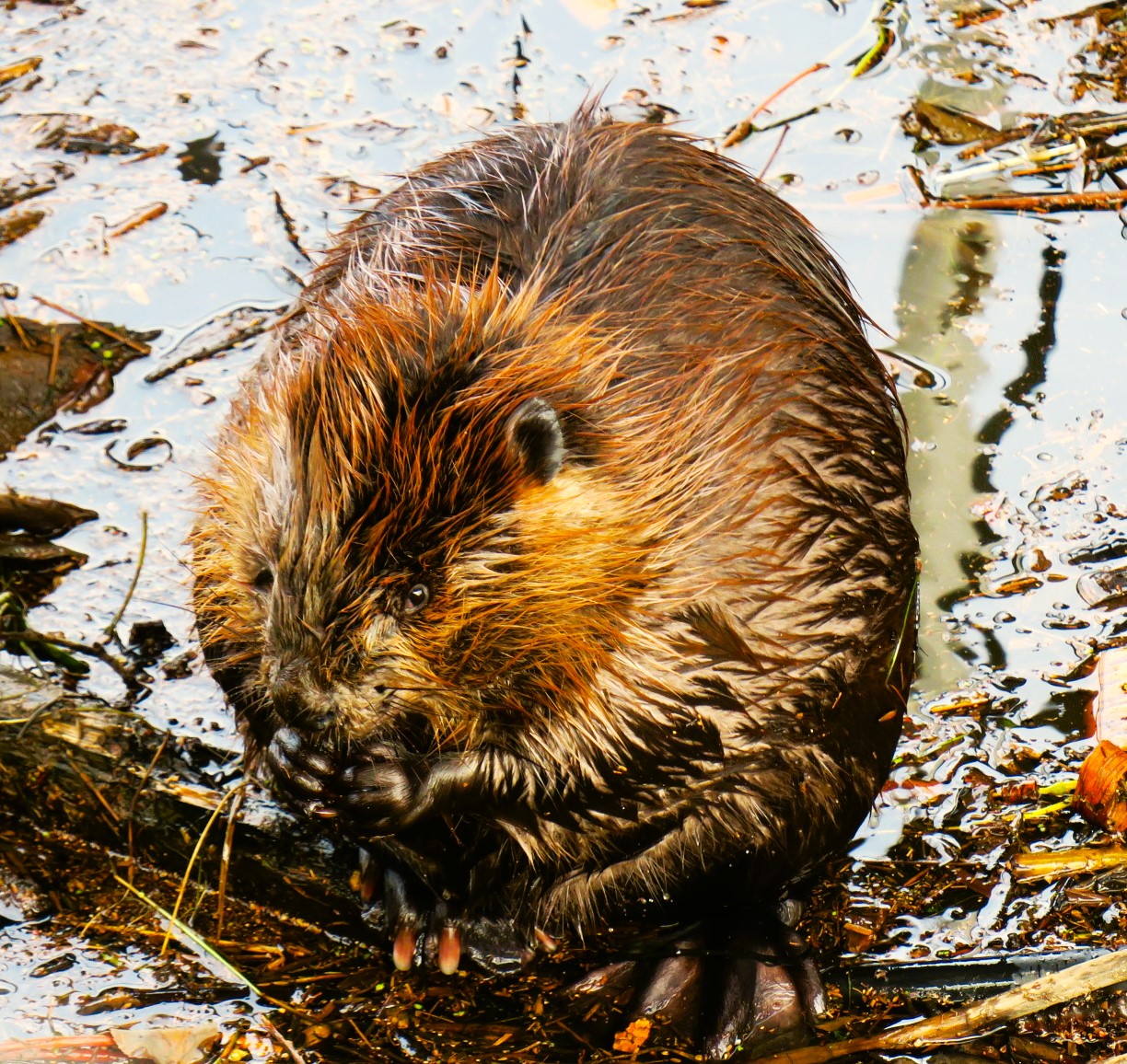 Beaver, Alaska