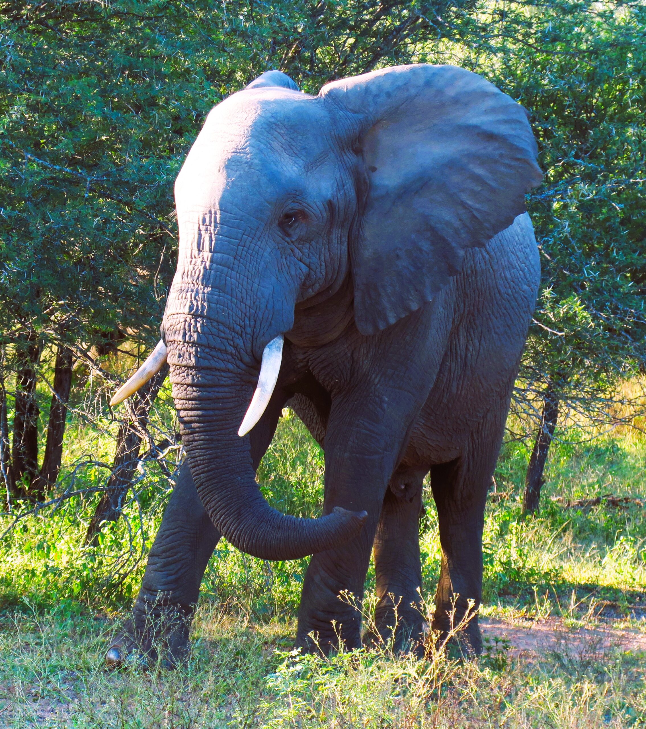 Elephant, Kenya