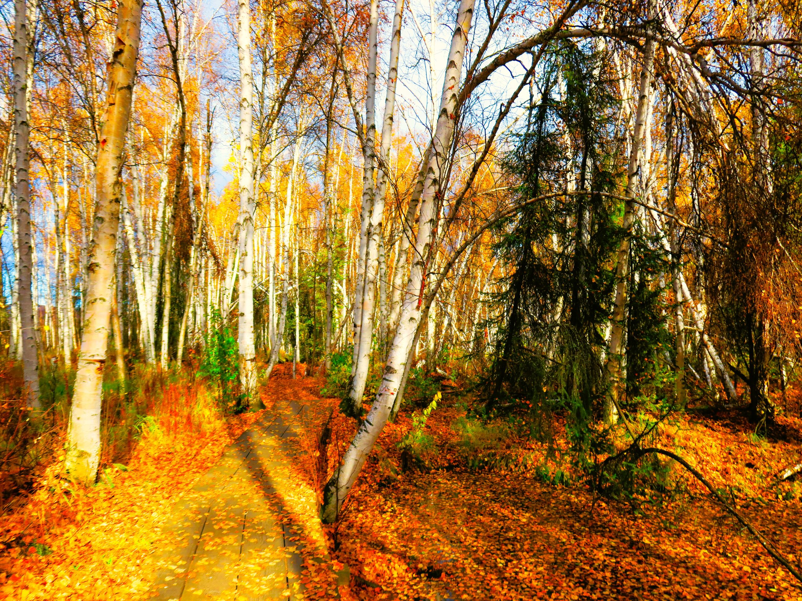 Woods, Fairbanks, Alaska