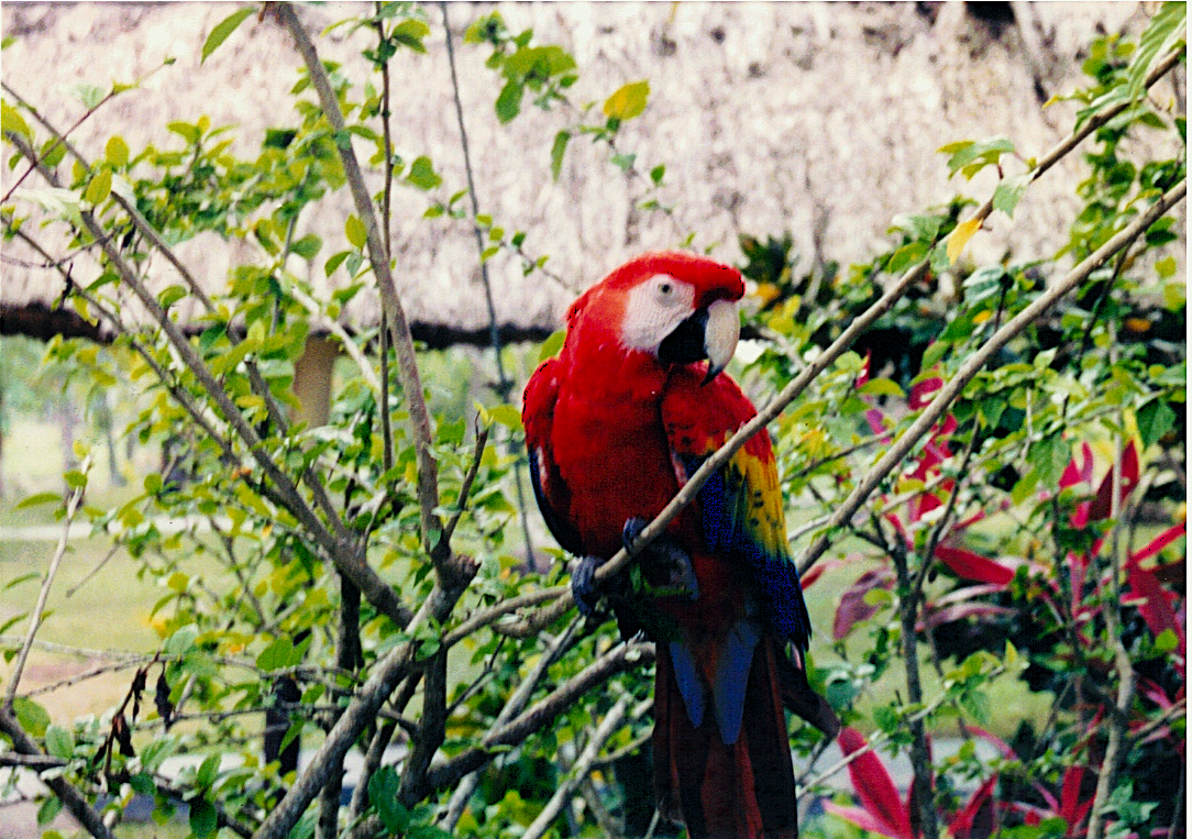 Scarlet Macaw, Belize